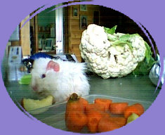 piggiebunch008.jpg