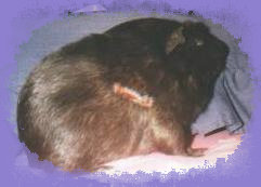 piggiebunch017.jpg
