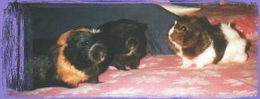 piggiebunch022.jpg