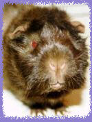 piggiebunch035.jpg